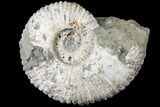 Huge, Tractor Ammonite (Douvilleiceras) Fossil - Madagascar #126465-1